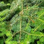 Abies cephalonica Folha