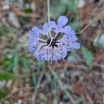 Scabiosa triandra Fula