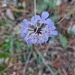 Scabiosa triandra Kukka