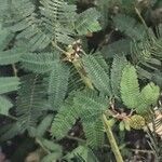 Mimosa pudica Fulla