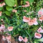 Diascia rigescens Květ