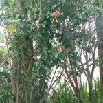 Hibiscus schizopetalus 整株植物