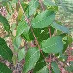 Toxicodendron vernicifluum (Stokes) F.A.BarkleyLeaf