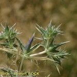 Eryngium galioides Other