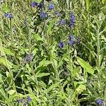 Anchusa officinalis Облик