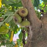 Ficus auriculata Fruit