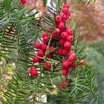 Taxus baccata Fruit