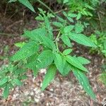 Cedronella canariensis Likasa
