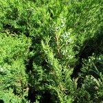 Juniperus sabina Liść