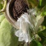 Araujia sericifera Fruit