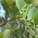 Cordia myxa Fruit