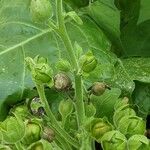 Nicotiana rustica Fruit