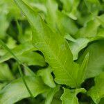 Persicaria hydropiper Hoja