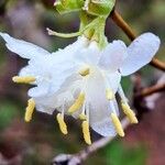 Lonicera fragrantissima花