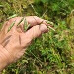 Bromus arvensis Blad