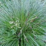 Carex elata Plante entière