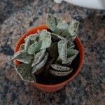 Kalanchoe rhombopilosa 叶