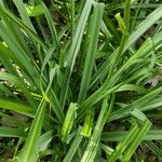 Camassia cusickii Leaf