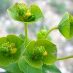 Euphorbia duvalii Kukka