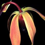 Darlingtonia californica Цвят