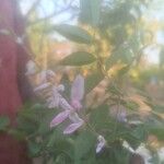 Indigofera decora Flor