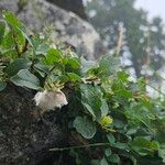 Salix pyrenaica Flower