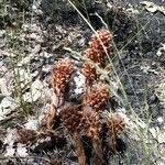 Orobanche rapum-genistae Flor