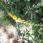 Agrimonia procera Λουλούδι