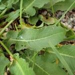 Rumex pulcher Leaf