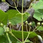 Scrophularia alpestris Fruit