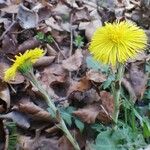 Tussilago farfara Habitat