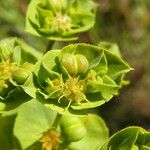 Euphorbia terracina Fruit