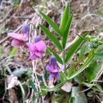 Lathyrus linifolius Flor