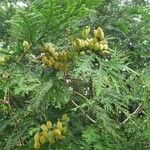 Thuja occidentalis ഫലം