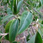 Cornus capitata Hábitos