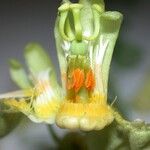 Passiflora arbelaezii