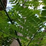 Gleditsia triacanthos Leaf