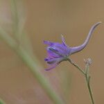 Delphinium gracile Квітка
