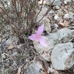 Colchicum longifolium Flower