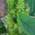 Amaranthus powellii Blüte