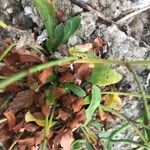 Limonium vulgare Blad