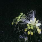 Caryocar microcarpum Flor