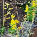 Crotalaria brevidens Kvet