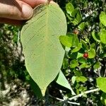 Dalbergia ecastaphyllum Leaf