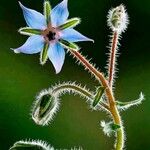 Borago officinalisКвітка