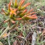 Kalanchoe lanceolata Blatt