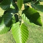 Alnus incana Fulla