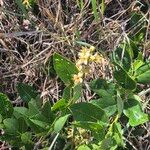 Boscia mossambicensis Hábito