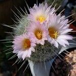 Thelocactus macdowellii Кветка