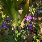 Angelonia angustifolia Blomst